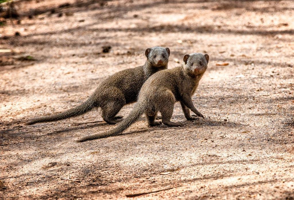 Honeyguide Tented Safari Camp - Khoka Moya Manyeleti Game Reserve Exterior photo