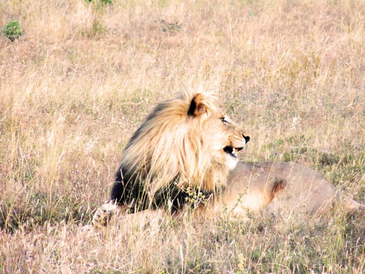 Honeyguide Tented Safari Camp - Khoka Moya Manyeleti Game Reserve Exterior photo