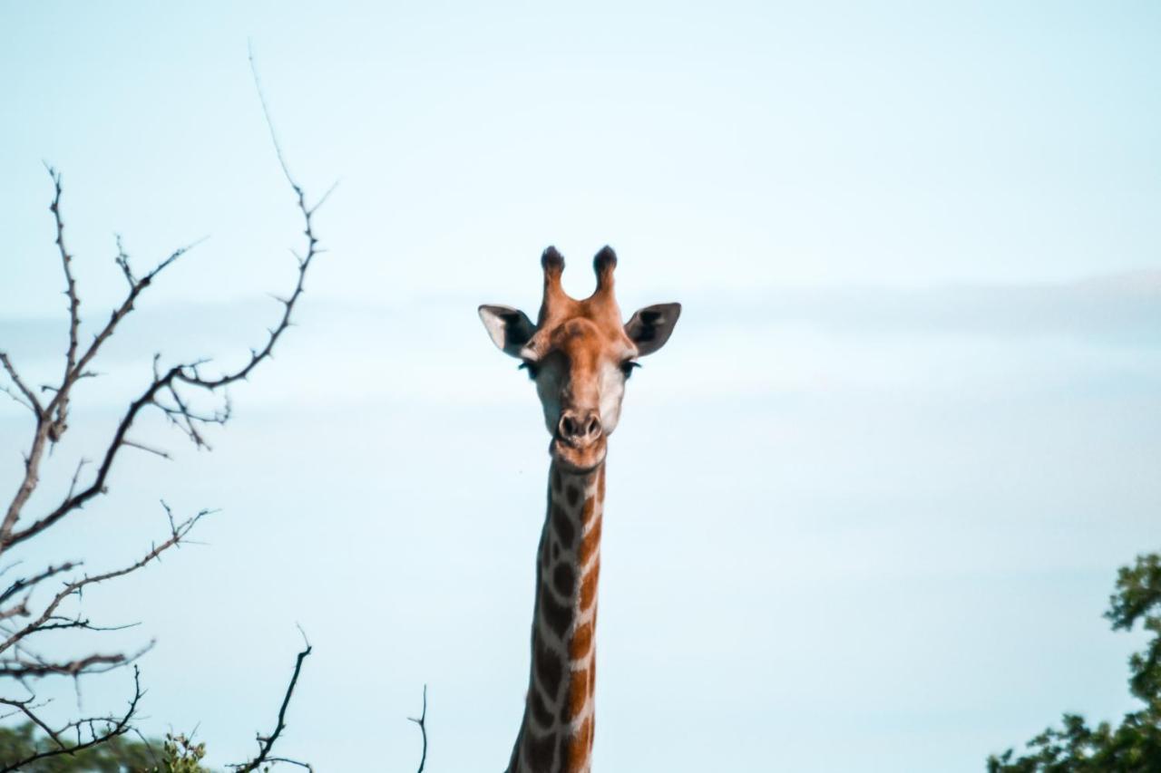 Honeyguide Tented Safari Camp - Khoka Moya Manyeleti Game Reserve Exterior photo