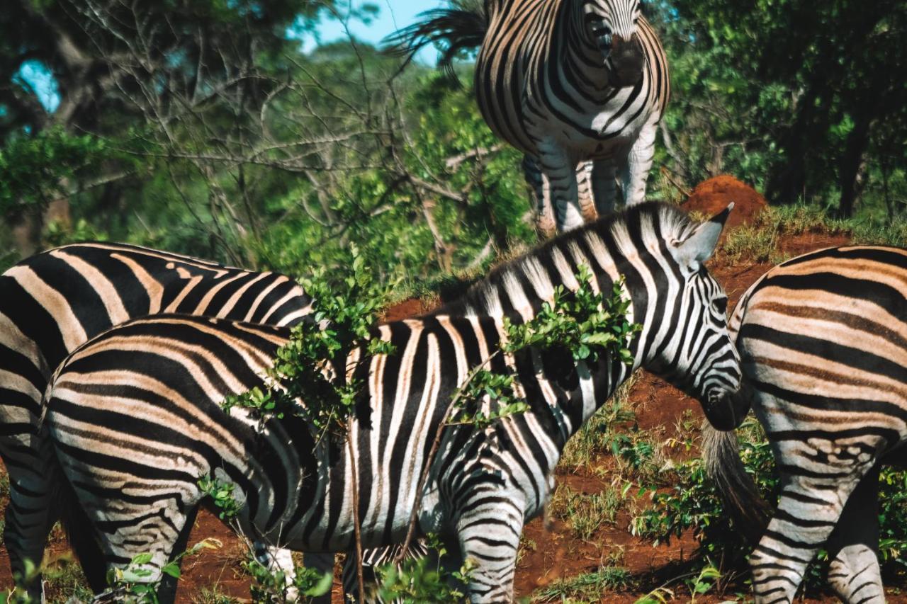 Honeyguide Tented Safari Camp - Khoka Moya Manyeleti Game Reserve Exterior photo