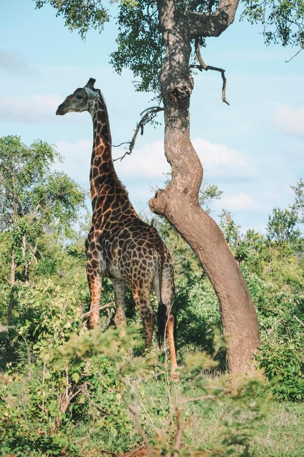 Honeyguide Tented Safari Camp - Khoka Moya Manyeleti Game Reserve Exterior photo