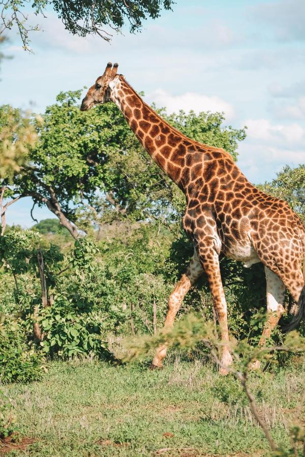 Honeyguide Tented Safari Camp - Khoka Moya Manyeleti Game Reserve Exterior photo